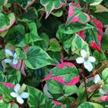 Houttuynia cordata ziele