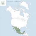 Sarsaparilla meksykańska