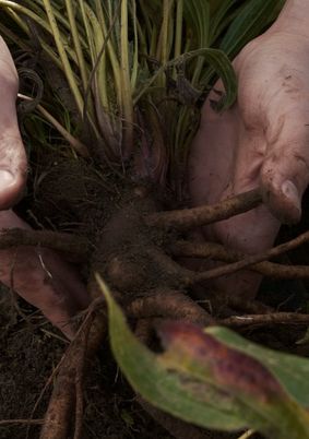 Znasz już moc Echinacei? 