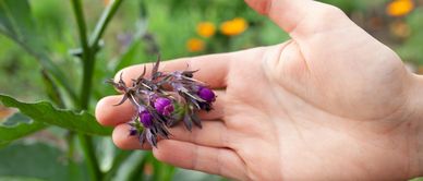 Jak zrobić maść z żywokostu lekarskiego? Zastosowanie, przepis