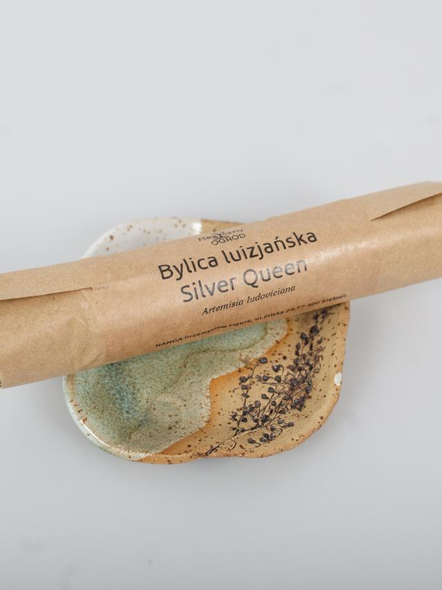 Bylica luizjańska Silver Queen