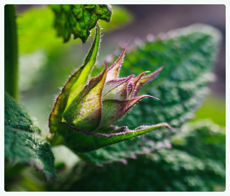 Natura właśnie uruchamia swoje najczystsze procesy regeneracji