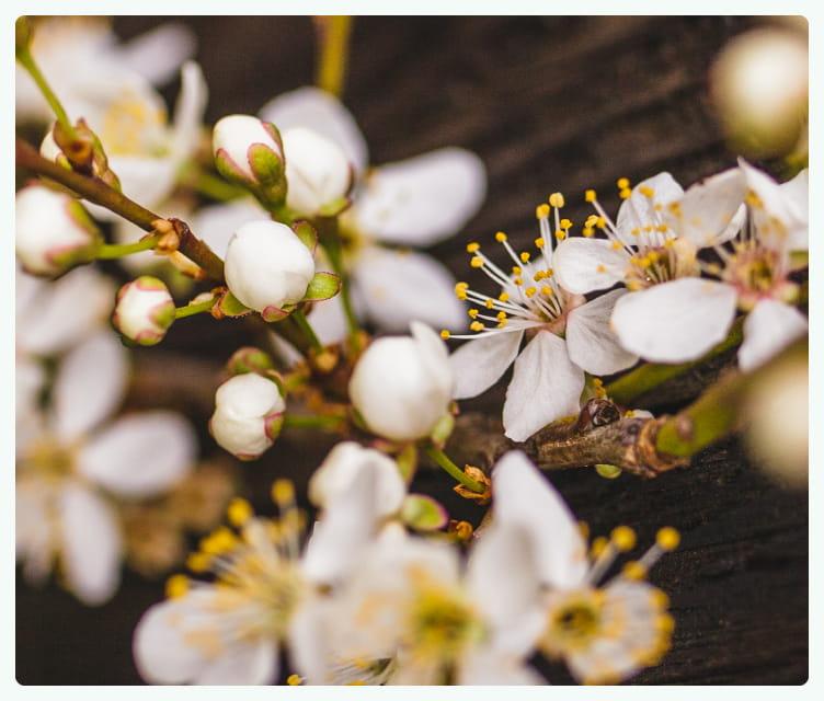 Twoje opinie pomagają nam rozkwitać
