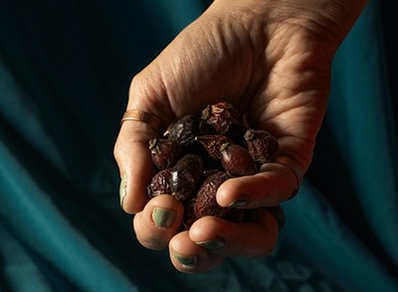 Jak suszyć dziką różę? Przygotowanie owoców, suszenie i przechowywanie