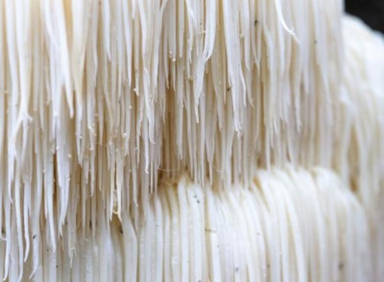 Soplówka jeżowata (Hericium erinaceus): właściwości, działanie, skutki uboczne