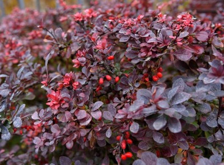 Berberyna – gdzie występuje naturalnie i w czym można ją znaleźć?