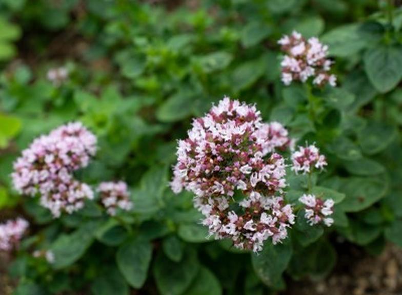 Olejek z oregano: właściwości i przeciwskazania. Na co pomaga olejek z oregano?