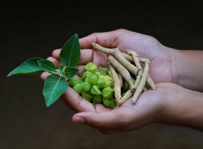 Różeniec górski czy ashwagandha? Co wybrać?