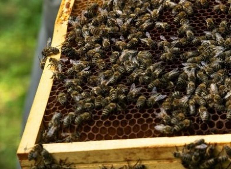 Propolis - kit pszczeli: właściwości, zastosowanie, przeciwwskazania