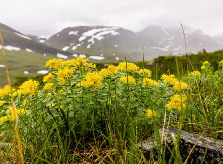 Różeniec górski – właściwości, działanie i przeciwwskazania