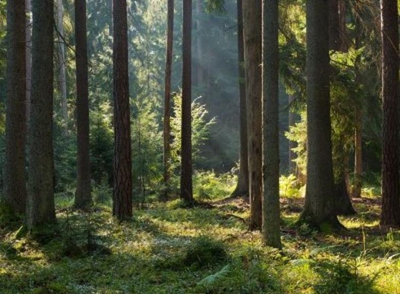 Jak leczyć boreliozę? Skuteczne metody i naturalne wsparcie w terapii