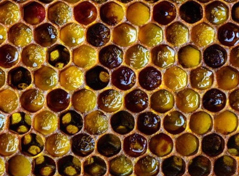 Co jest lepsze: pierzga czy propolis?