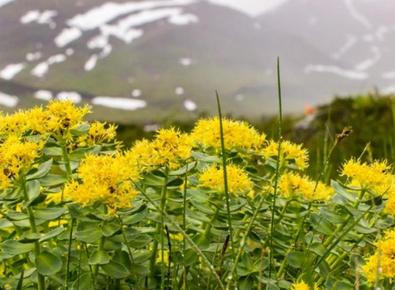 Różeniec górski – właściwości, działanie i przeciwwskazania