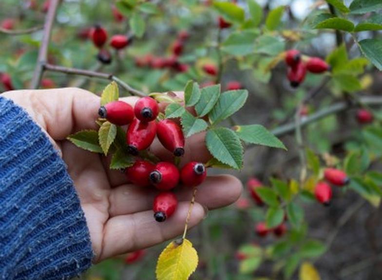Dzika róża (Rosa canina) – właściwości lecznicze, na co pomaga i przeciwwskazania