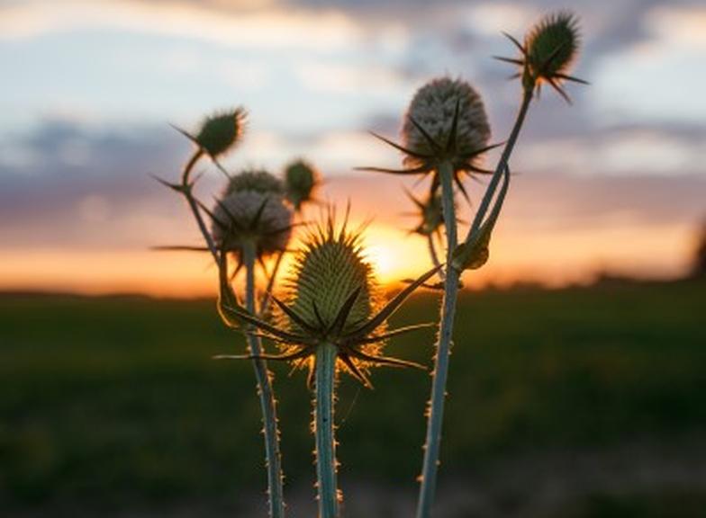Szczeć pospolita: na co pomaga, właściwości, przeciwwskazania