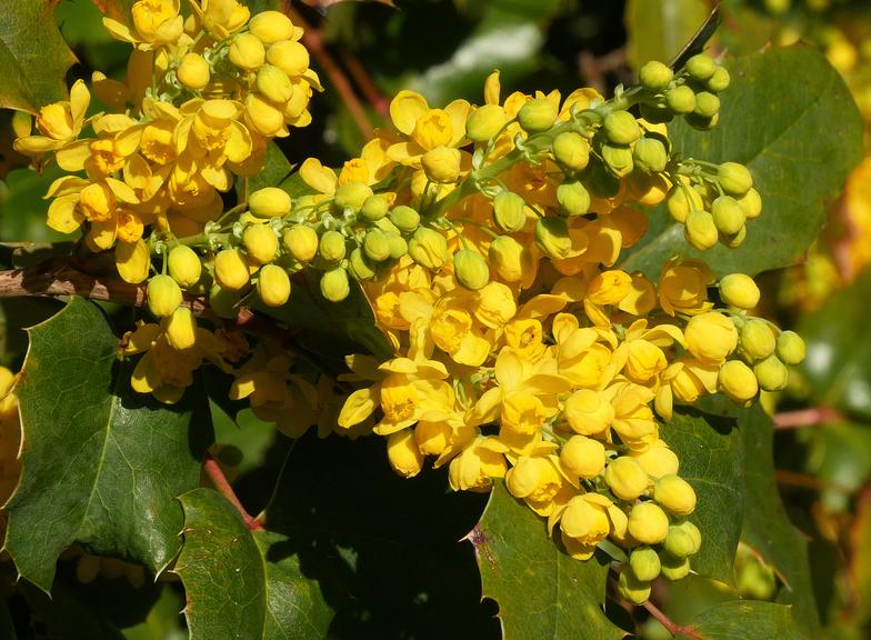 Berberyna: właściwości, działanie przeciwwskazania. Na co działa berberyna?