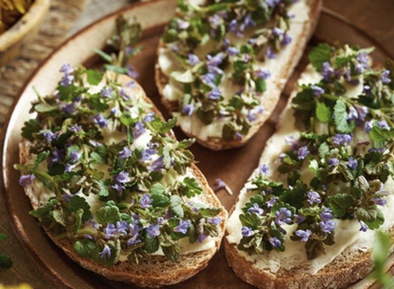 Jak wygląda bluszczyk kurdybanek? Kiedy go zbierać? Podpowiadamy!