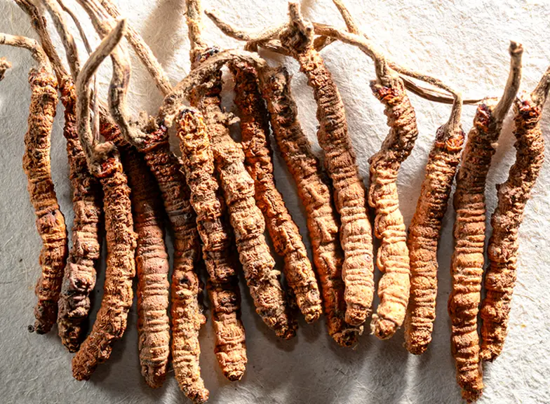Cordyceps (maczużnik chiński): właściwości, działanie, dawkowanie i przeciwwskazania