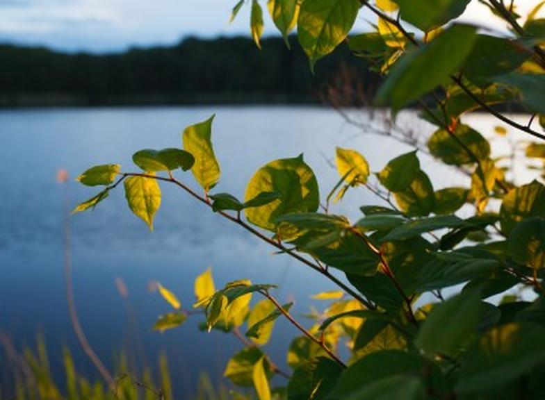 Rdestowiec japoński: jak wygląda, właściwości, skutki uboczne