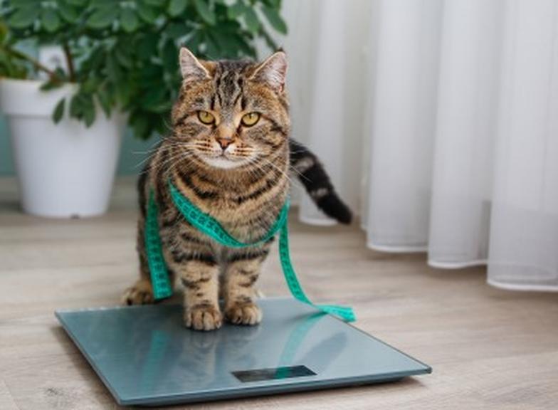 Adaptogeny na odchudzanie: fakt czy mit?