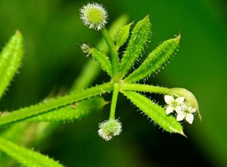 Przytulia czepna – właściwości i przeciwwskazania. Jak pić przytulię?