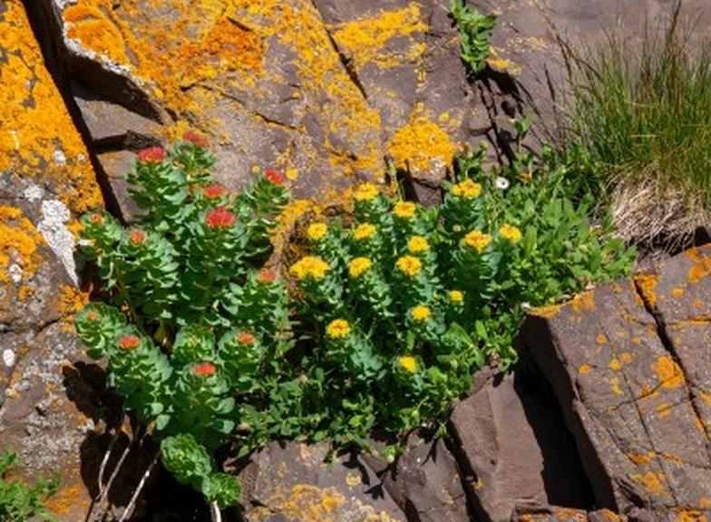 Różeniec górski rano czy wieczorem? Jak go stosować?