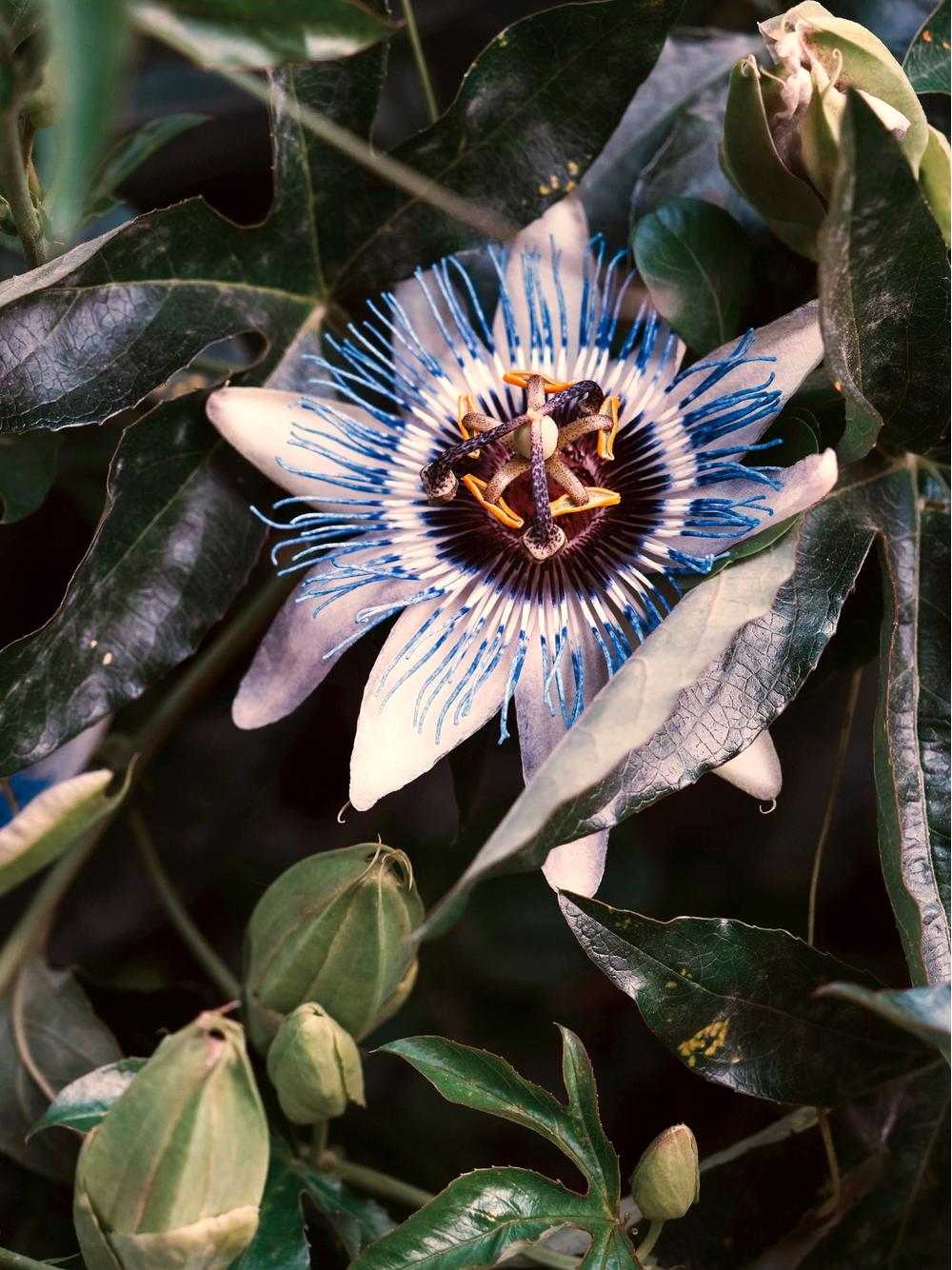 Passiflora ziele - męczennica