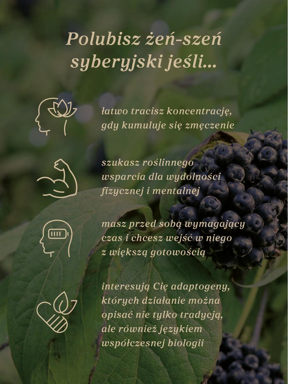 Żeń-szeń syberyjski kapsułki x 400 mg