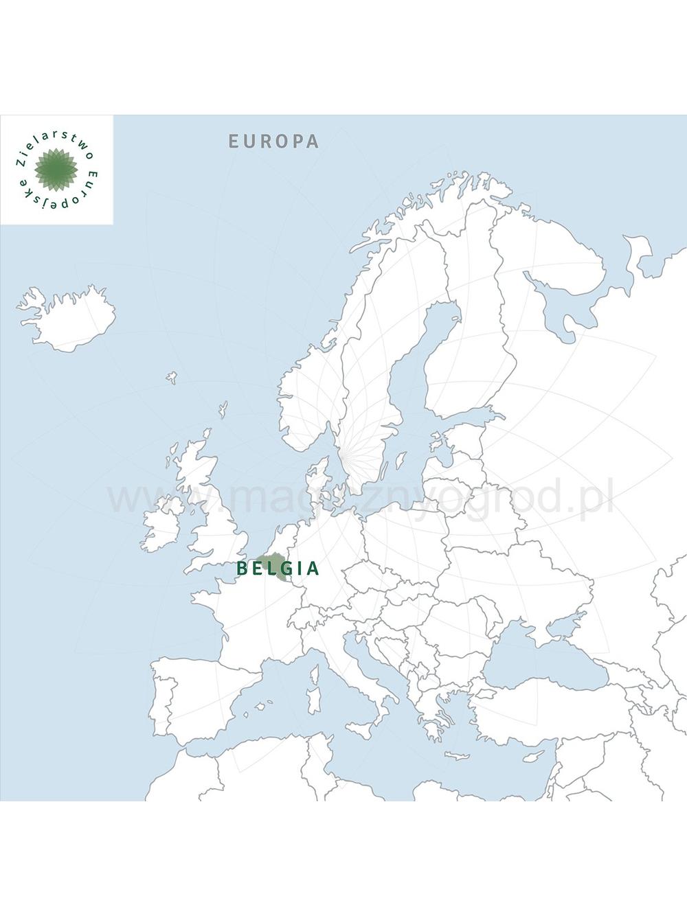 Inulina - naturalny prebiotyk