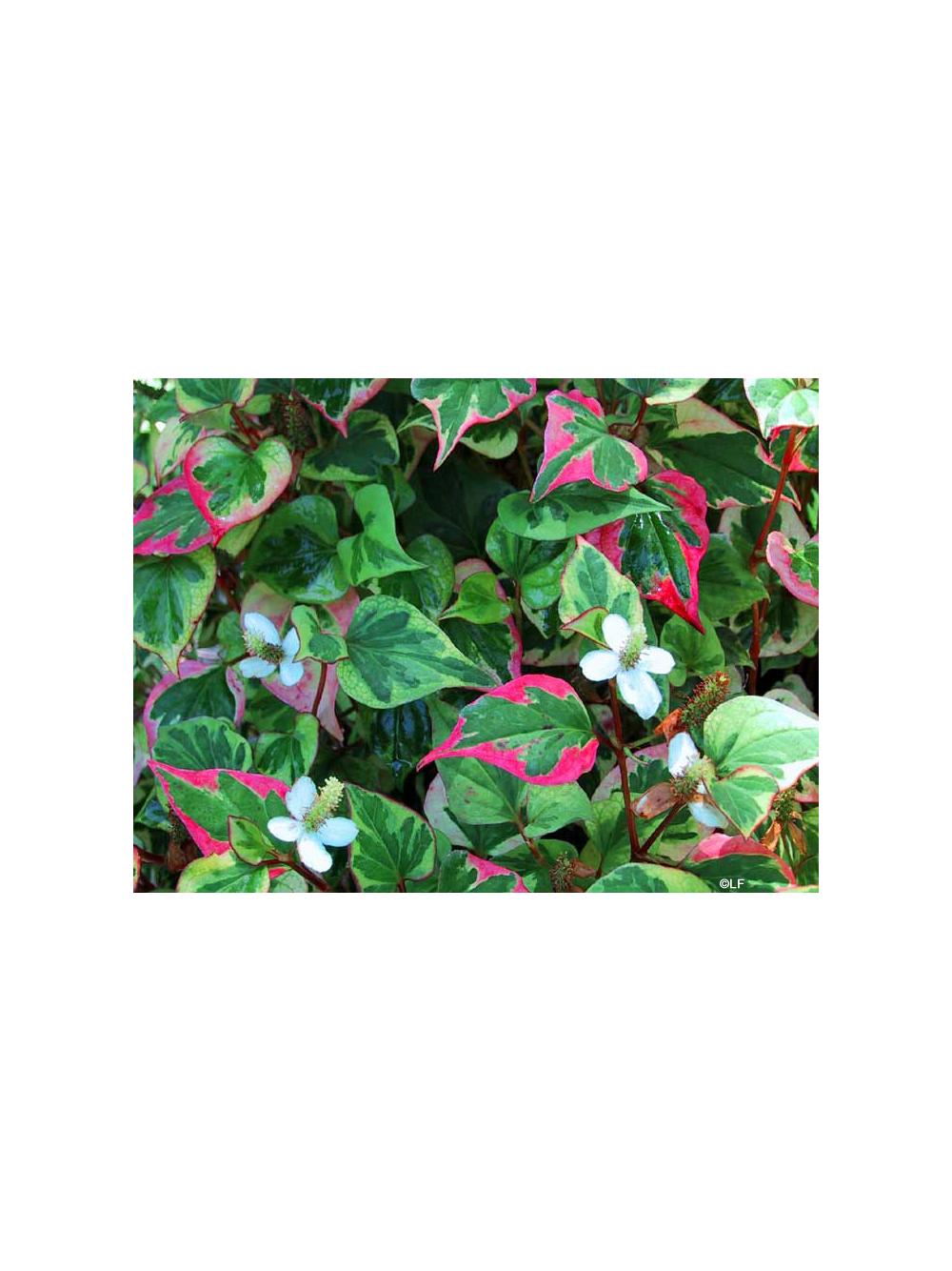 Houttuynia cordata ziele