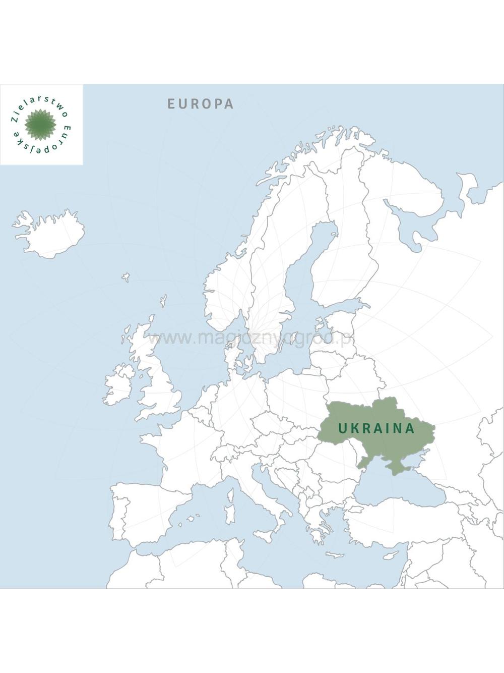 Żeń-szeń syberyjski korzeń