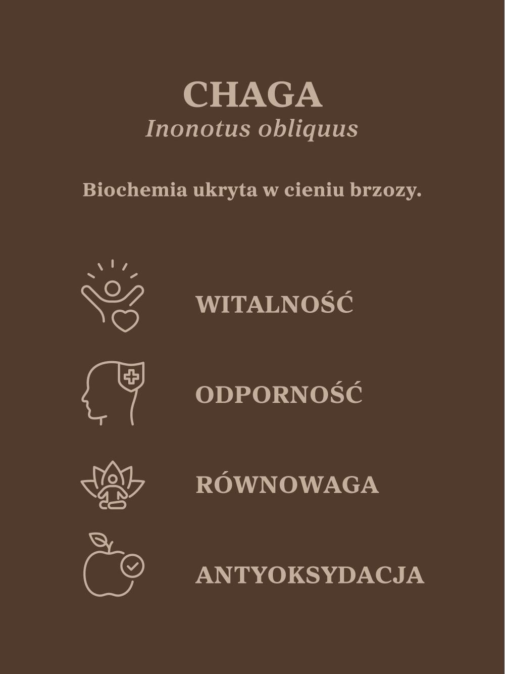 Czaga - guz brzozy