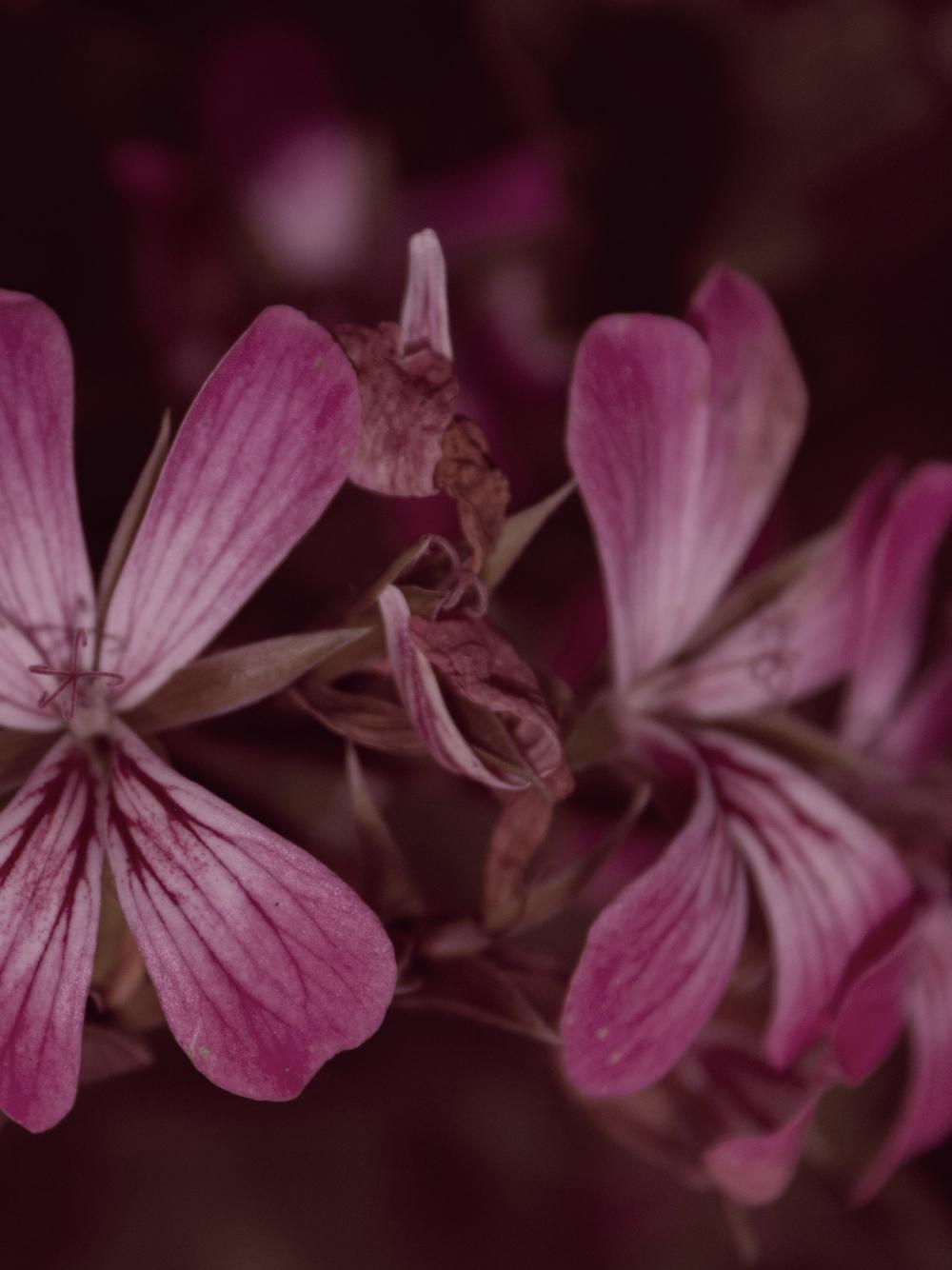 Pelargonia afrykańska wyciąg ziołowy 1:5