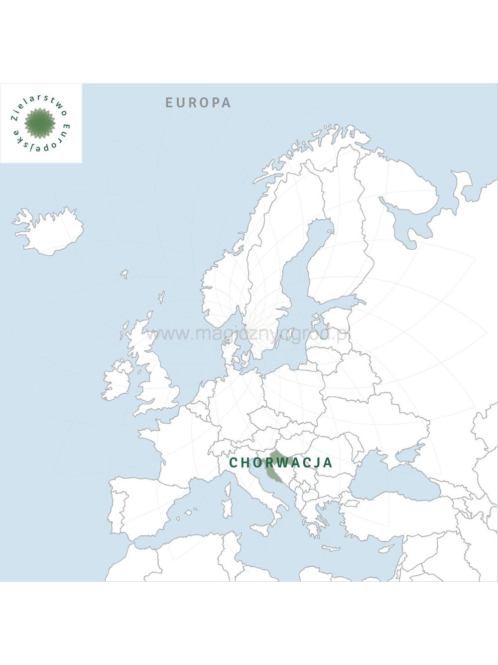 Rumianek kwiat