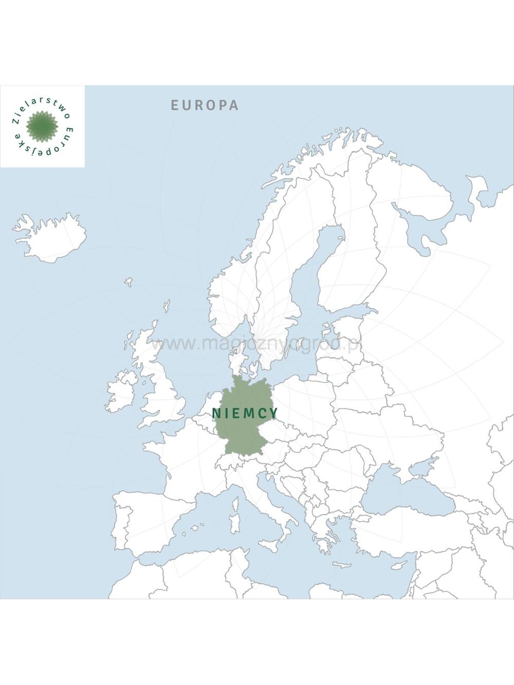 Jeżówka wąskolistna korzeń