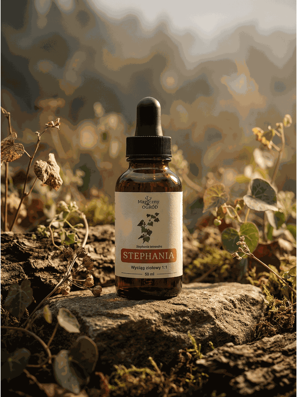 Stephania tetrandra nalewka 1:1
