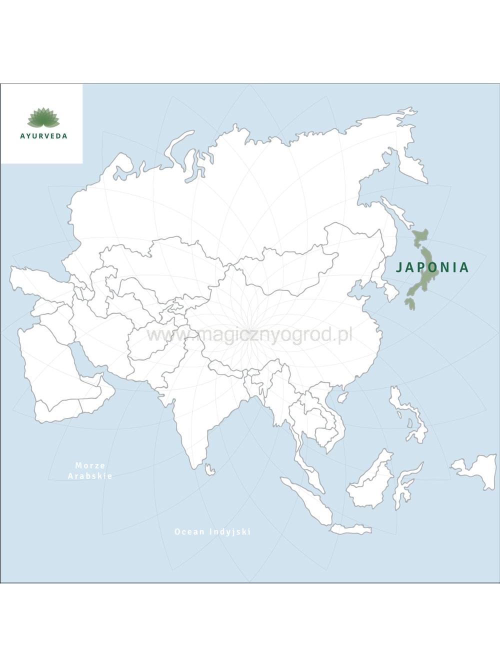 Herbata zielona - Sencha Premium japońska