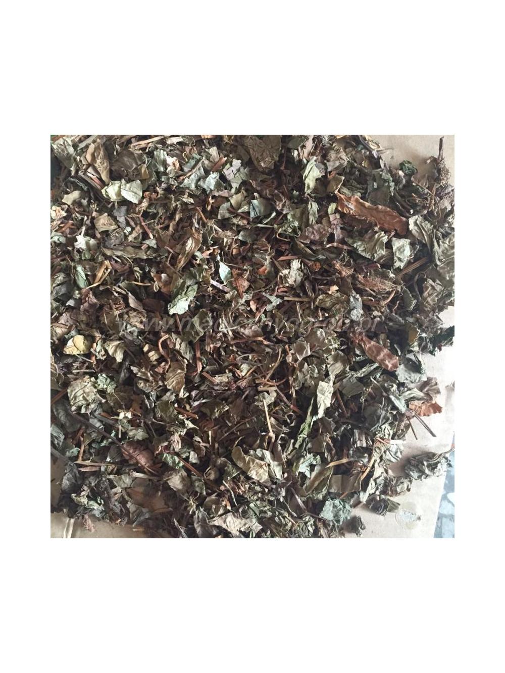 Houttuynia cordata ziele