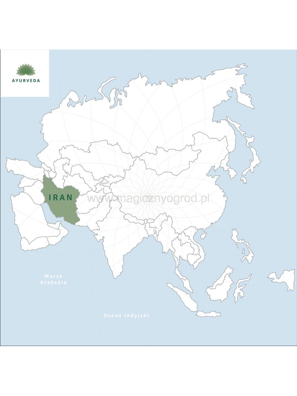 Róża damasceńska kwiat