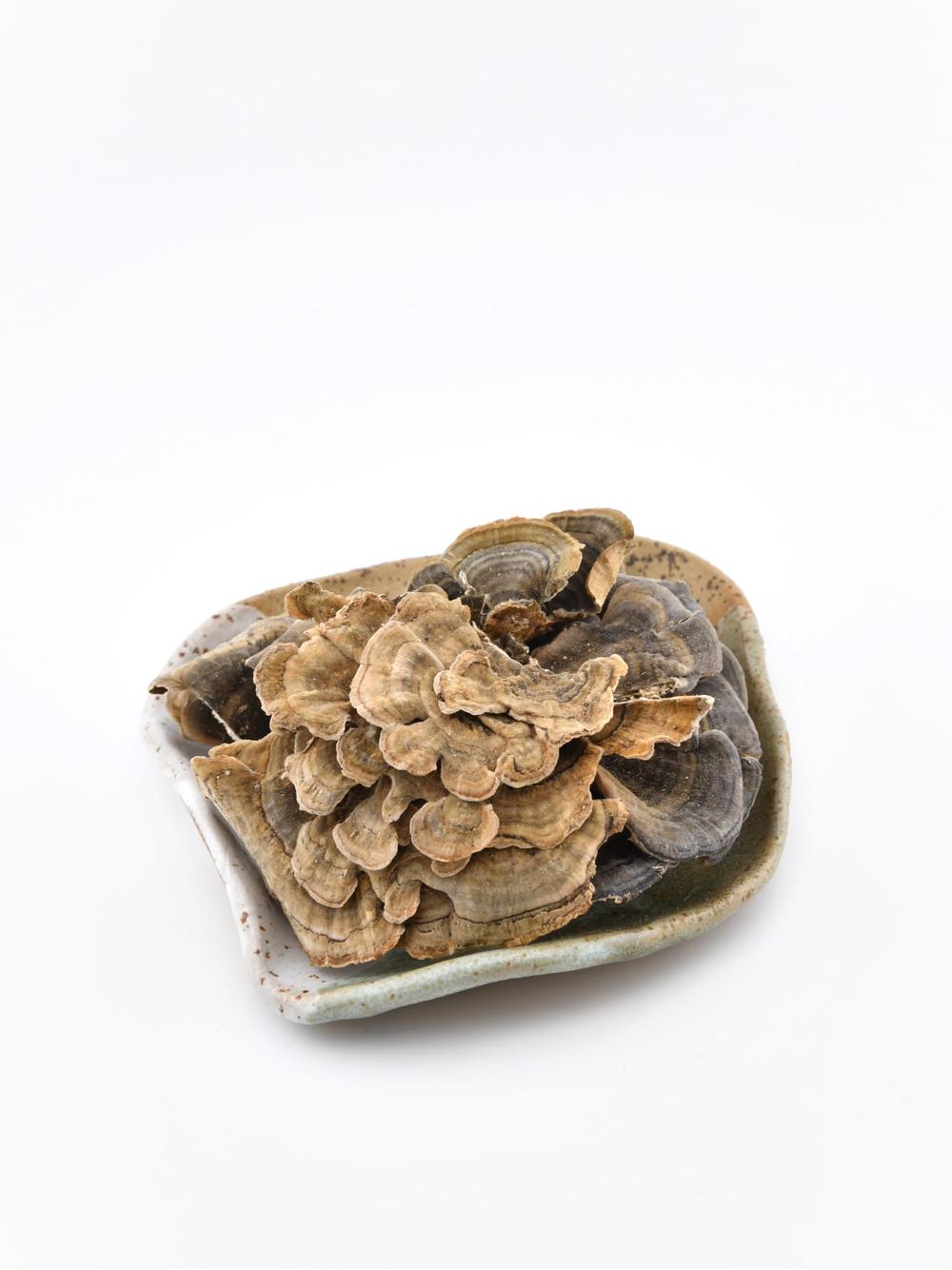 Maitake grzyb