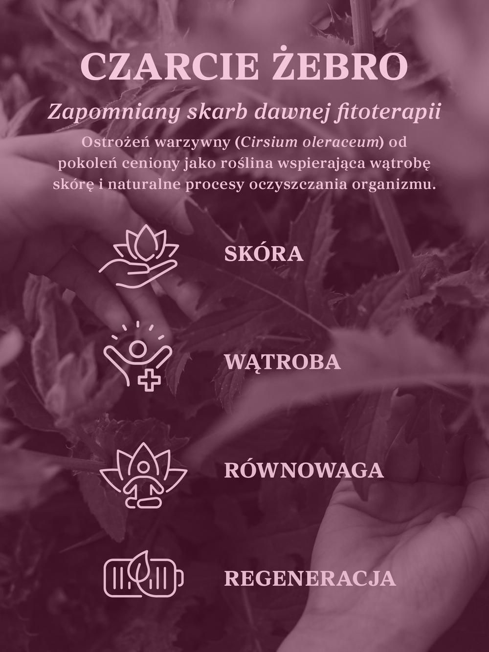 Czarcie żebro (ostrożeń warzywny) ziele