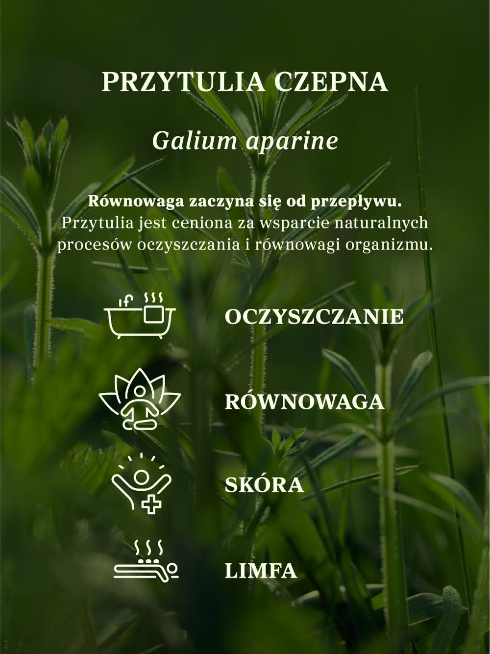 Przytulia czepna ziele