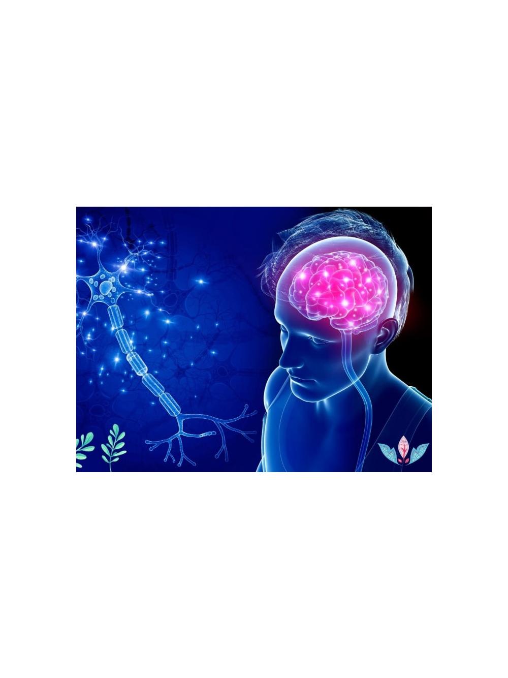 Kurs Fitoterapia chorób układu nerwowego