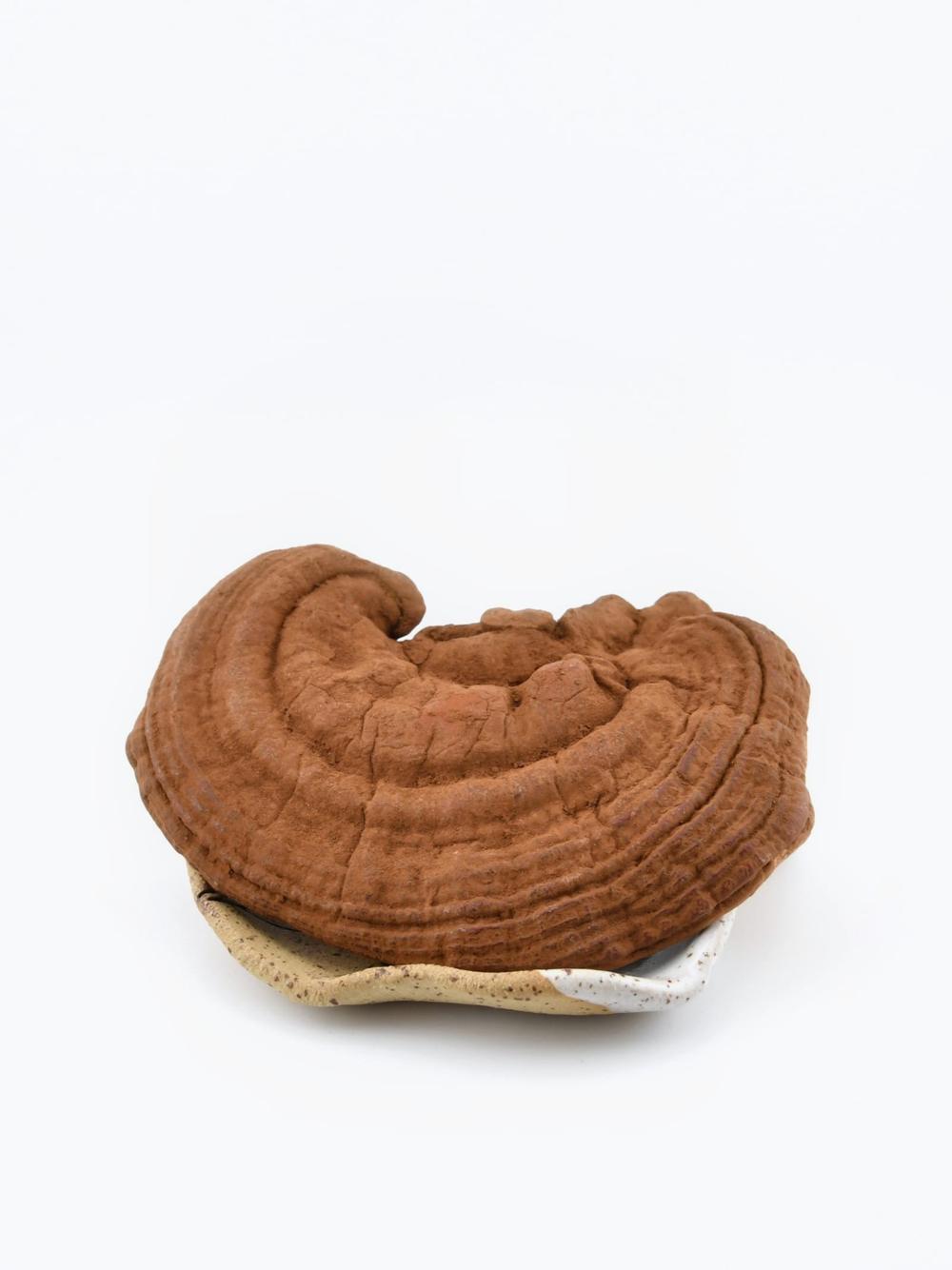 Reishi grzyb
