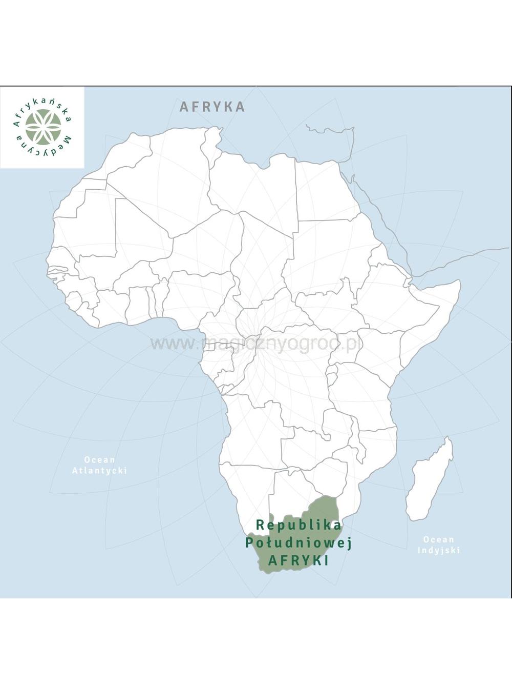 Rooibos zielony naturalny