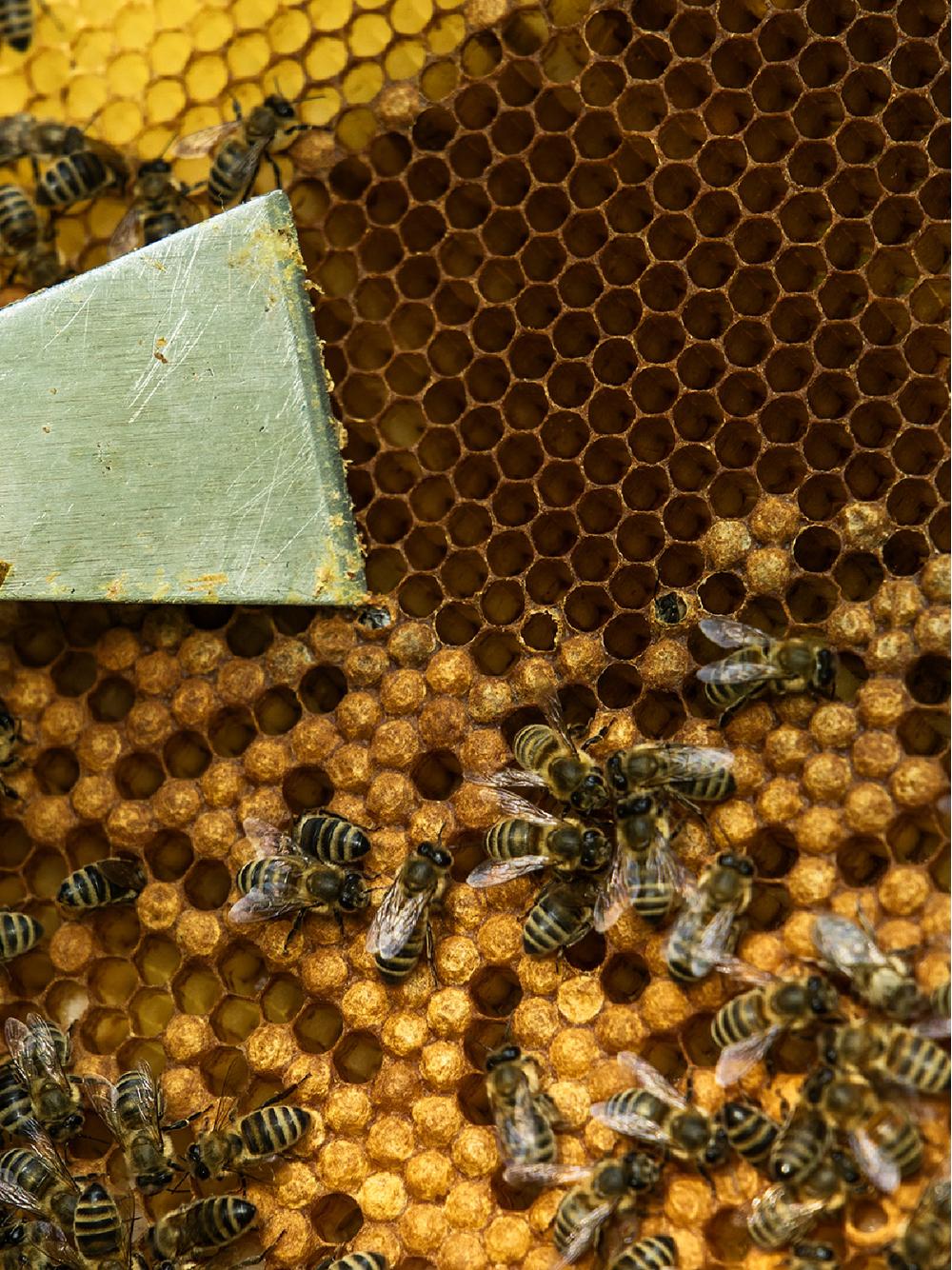 Propolis krople 20%