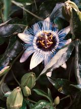 Passiflora ziele - męczennica