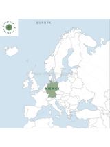 Róża biała pąki