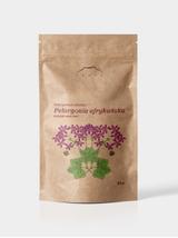 Pelargonia afrykańska