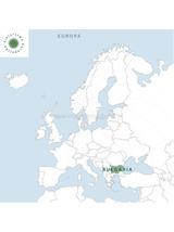 Róża czerwona pąki